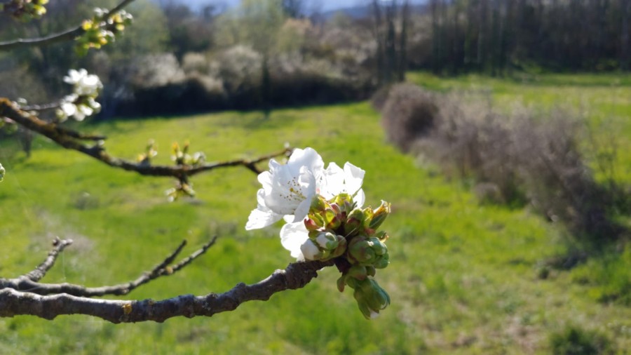 La regola dell’anello debole