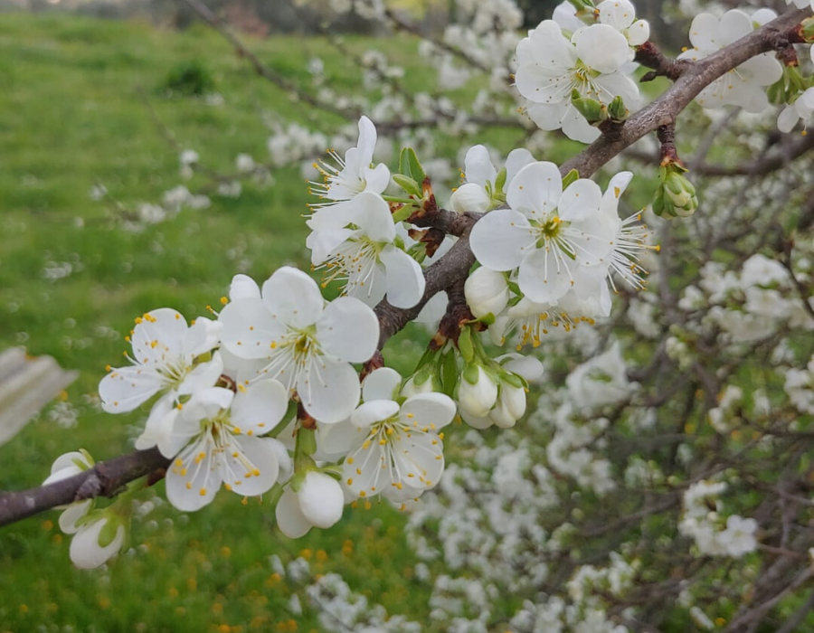 Shabbat rinasce negli esili