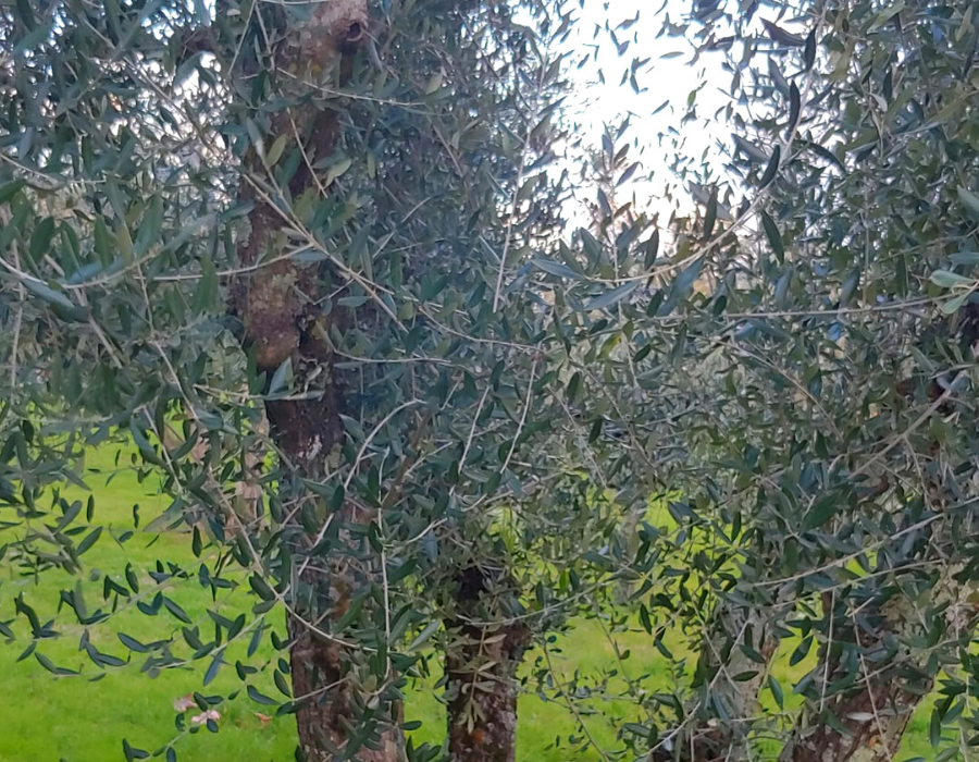 Quando e perché i mercanti poterono occupare il tempio