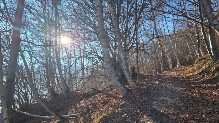 La società degli alberi cerca la condivisione