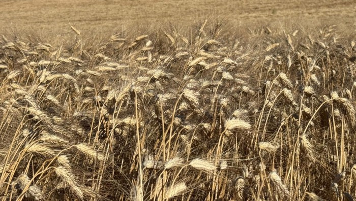 I beni relazionali contro l’invidia: così il Giubileo cambia la società