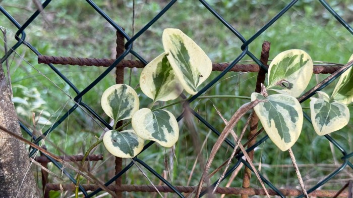La Dottrina che guardava al Medio Evo ha generato opere e sussidiarietà