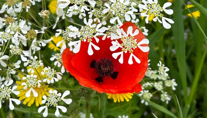 Il corporativismo e la trappola perfetta in cui tanti caddero (anche cattolici)