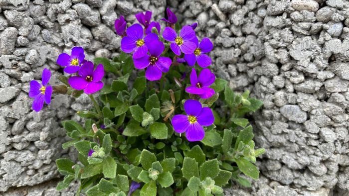 Joyeuses Pâques 2026