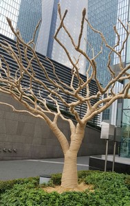 Albero Seoul rid