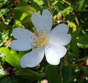 Fiore bianco rid