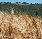 Spighe di grano rid mod